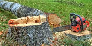 Best Leaf Removal  in Pleasanton, CA