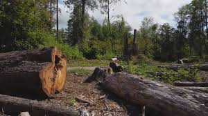 Reliable Pleasanton, CA Tree Care Solutions