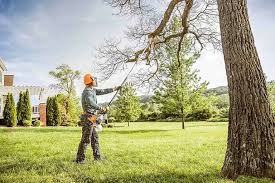 Best Fruit Tree Pruning  in Pleasanton, CA