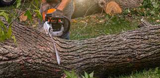 Best Lawn Maintenance Plans  in Pleasanton, CA