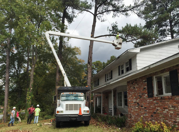 Best Tree Preservation Services  in Pleasanton, CA