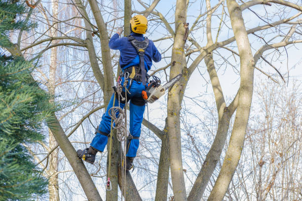 Best Tree Mulching  in Pleasanton, CA