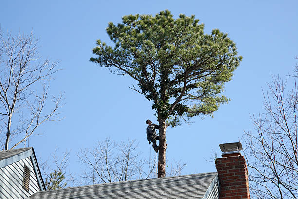 How Our Tree Care Process Works  in  Pleasanton, CA