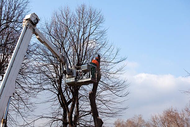 Best Commercial Tree Services  in Pleasanton, CA