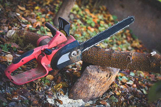 Best Stump Grinding and Removal  in Pleasanton, CA