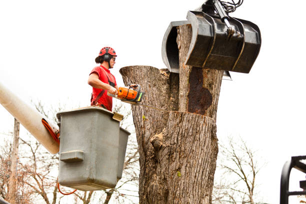 Best Tree and Shrub Care  in Pleasanton, CA