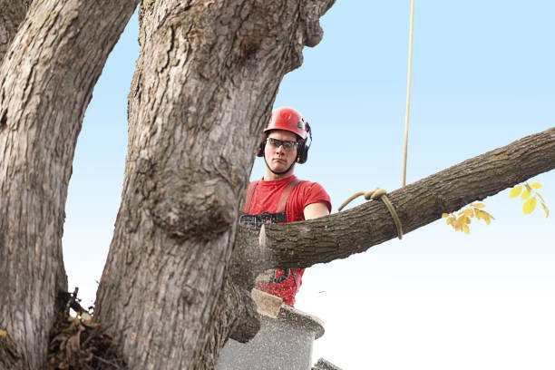 Best Tree Cabling and Bracing  in Pleasanton, CA
